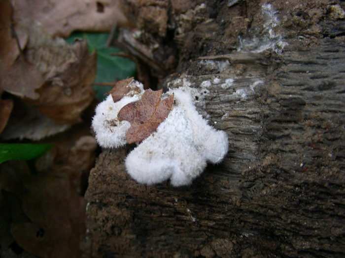 614 Marzo vecchio ritrovamento